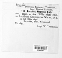 Puccinia magnusii image